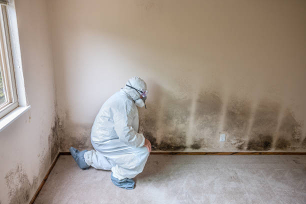 Why You Should Choose Our Mold Remediation Services in Patterson, CA